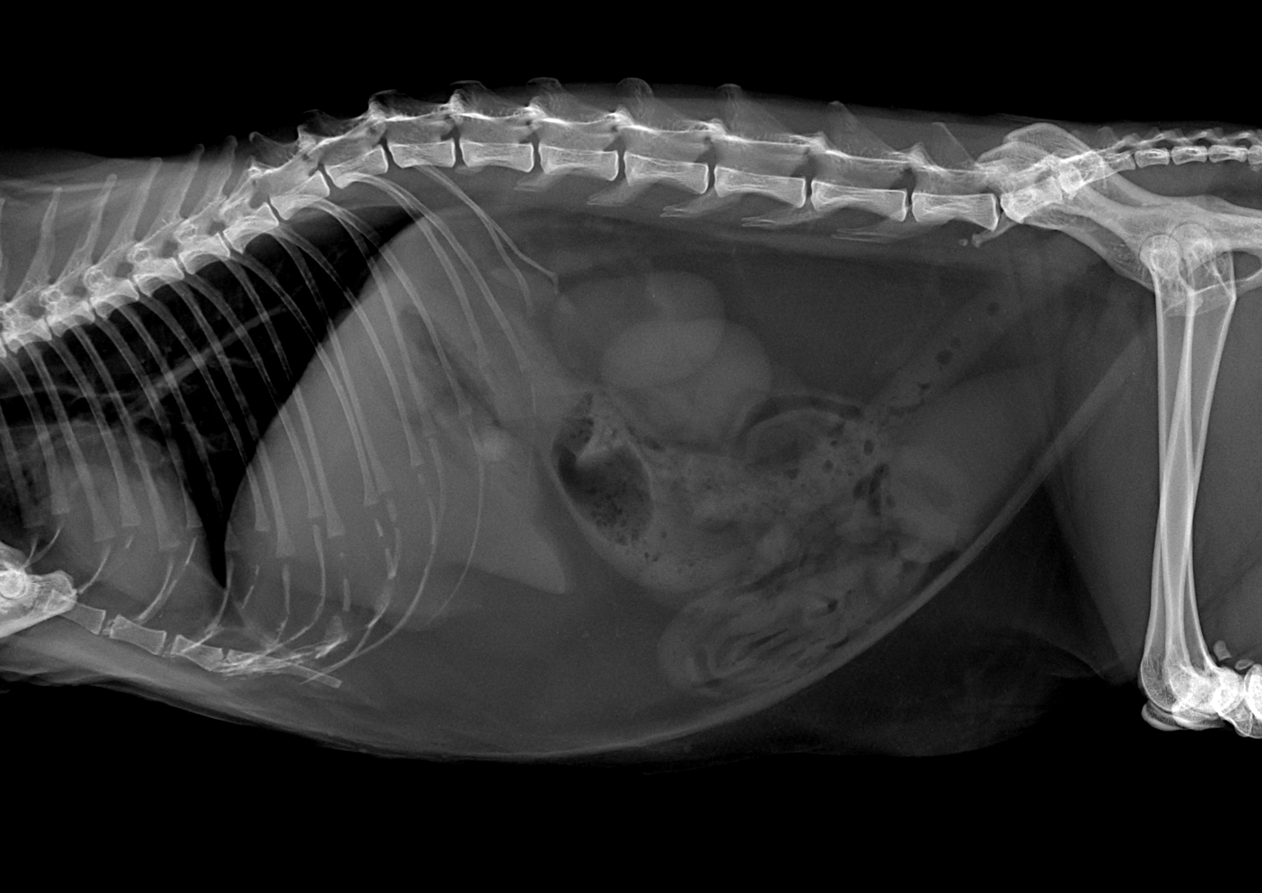 Feline lateral radiograph