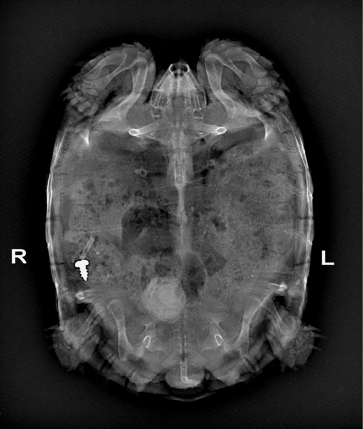 Turtle radiograph